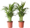Goudpalm (Areca / Dypsis Palm)