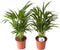 Goudpalm (Areca / Dypsis Palm)