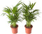 Goudpalm (Areca / Dypsis Palm)