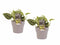 Duo Scindapsus Pictus Trebie met potten Anna Taupe ↨ 15cm - 2 stuks - hoge kwaliteit planten