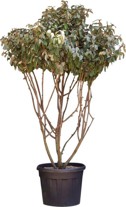 Olijfwilg meerstammig | Elaeagnus ebbingei | Bomenbezorgd.nl