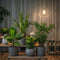 Plant in a Box - Trendy Indoor - Mix van kamerplanten - Pot 12cm - Hoogte 25-40cm