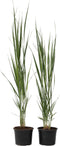 Plant in a Box - Panicum virgatum - Set van 2 - Panicum northwind siergras winterhard - Pot 23cm - Hoogte 40-60cm