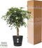 Schefflera Arboricola Gold Capella in Elho® Greenville pot ↨ 100cm - hoge kwaliteit planten