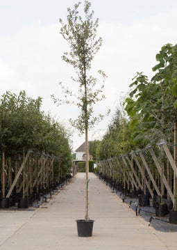 Steeneik Quercus ilex h 225 cm st. omtrek 5 cm st. h 170 cm