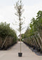 Steeneik Quercus ilex h 225 cm st. omtrek 5 cm st. h 170 cm