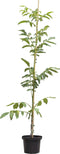 Walnotenboom 'Buccaneer' | Juglans regia 'Buccaneer' 1-3 cm | Bomenbezorgd.nl