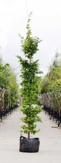 Haagbeuk laagstam | Carpinus betulus | Bomenbezorgd.nl
