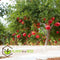 Plant in a Box - Punica granatum 'Early' - Granaatappelboom - Fruitboom met glanzende bladeren - Pot 21cm - Hoogte 60-70cm