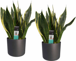 Duo Sansevieria Superba met Elho b.for antracite