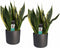 Duo Sansevieria Superba met Elho b.for antracite