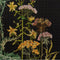Thea Gouverneur - Borduurpakket met telpatroon - 424.05 - Voorgesorteerde DMC Garens - Wilde kruiden - Zwart Aida - 35 cm x 46 cm - DIY Kit
