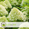 Plant in a Box - Hydrangea paniculata 'Limelight' - Sterke Hortensia soort - Groen/witte bloemen - Langbloeiend - Pot 19cm - Hoogte 25-40cm