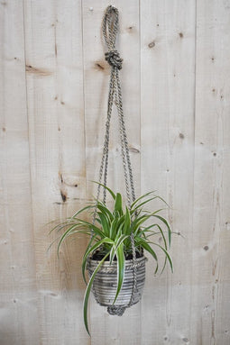 Graslelie in hangende pot beige/grijs