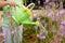 Green Toys Watering Can (Green)