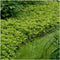Plants by Frank | 24 Dikkemanskruid planten | Pachysandra terminalis 'Green Carpet' | Winterharde bodembedekker planten | tuinplanten | Winterharde vaste planten meerjarig | Winterharde tuinplanten