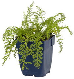 Griffioen - Achillea mill. 'Paprika'