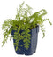 Griffioen - Achillea mill. 'Paprika'