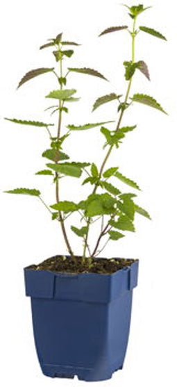 Griffioen - Agastache 'Black Adder'