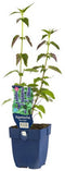 Griffioen - Agastache 'Black Adder'