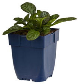 Griffioen - Ajuga reptans 'Catlin's Giant'