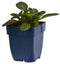 Griffioen - Ajuga reptans 'Catlin's Giant'