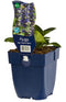 Griffioen - Ajuga reptans 'Catlin's Giant'