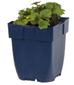 Griffioen - Alchemilla erythropoda