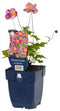 Griffioen - Anemone hup. 'Splendens'