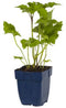 Griffioen - Anemone hybr. 'Kon. Charlotte'