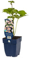 Griffioen - Anemone hybr. 'Kon. Charlotte'