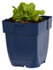Griffioen - Arabis caucasica