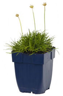 Griffioen - Armeria mar. 'Alba'