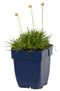 Griffioen - Armeria mar. 'Alba'