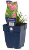Griffioen - Armeria mar. 'Splendens Perfecta'
