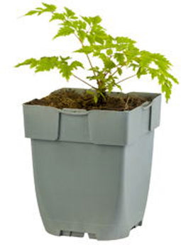 Griffioen - Aruncus 'Horatio'