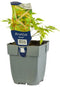 Griffioen - Aruncus 'Horatio'
