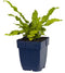 Griffioen - Asplenium scolopendrium