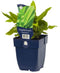 Griffioen - Asplenium scolopendrium