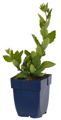 Griffioen - Aster ager. 'Asran'