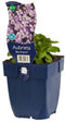 Griffioen - Aubrieta 'Blue Emperor'