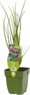 Griffioen - Bieslook kruid Allium schoenoprasum