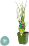 Griffioen - Bieslook kruid Allium schoenoprasum