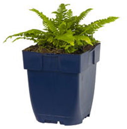 Griffioen - Blechnum spicant