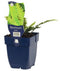 Griffioen - Blechnum spicant