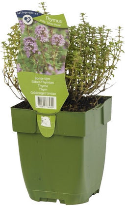 Griffioen - Bonte tijm kruid Thymus vulgare Silver Posie