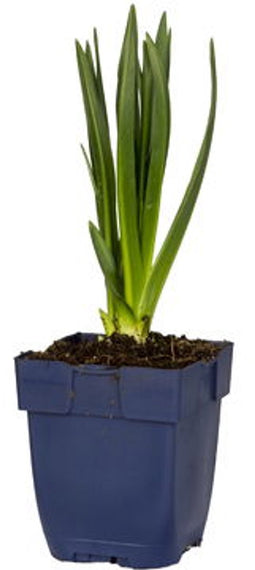 Griffioen - Camassia leichtlinii 'Caerulea'