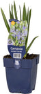 Griffioen - Camassia leichtlinii 'Caerulea'