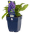Griffioen - Campanula glomerata