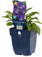 Griffioen - Campanula persicifolia